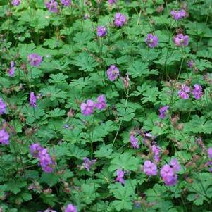 Geranium cantabrigiense 'Karmina' (Cranesbill)