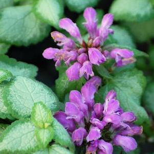 Lamium maculatum 'Beacon Silver' (Dead Nettle)