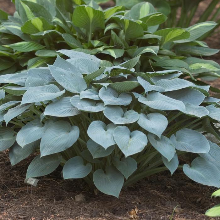 Hosta x 'Halcyon' (Plantain Lily)