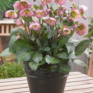 Helleborus x Frostkiss® Dorothy's Dawn® (Lenten Rose)