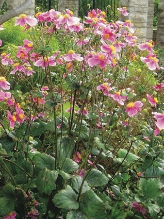 Anemone x hybrida 'September Charm' (Windflower) perennial