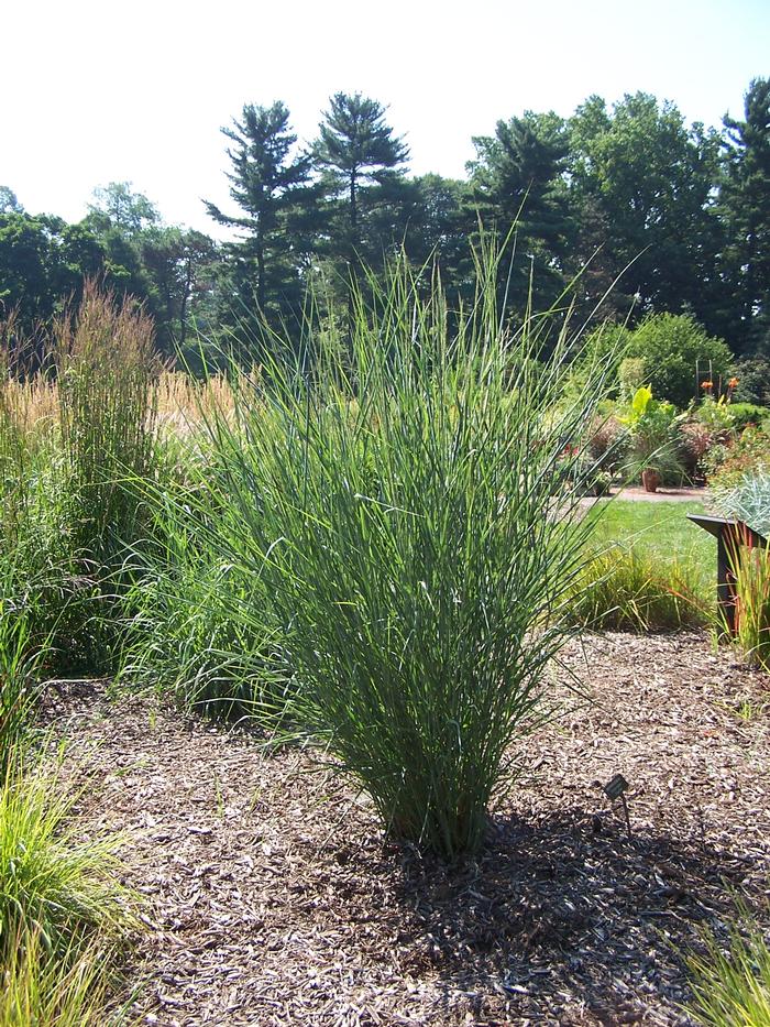 Panicum virgatum 'Cloud Nine' (Blue Switchgrass)