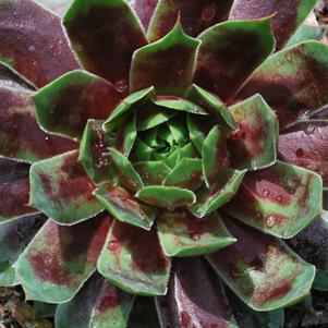 Sempervivum 'Killer' (Hens and Chicks)