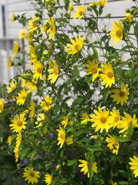 Coreopsis grandiflora Solanna™Glow (Tickseed), yellow flowers