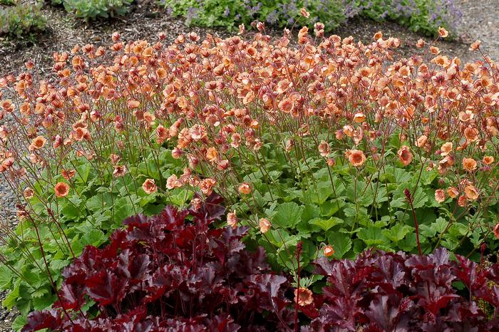 Geum Tempo™ Orange (Avens)