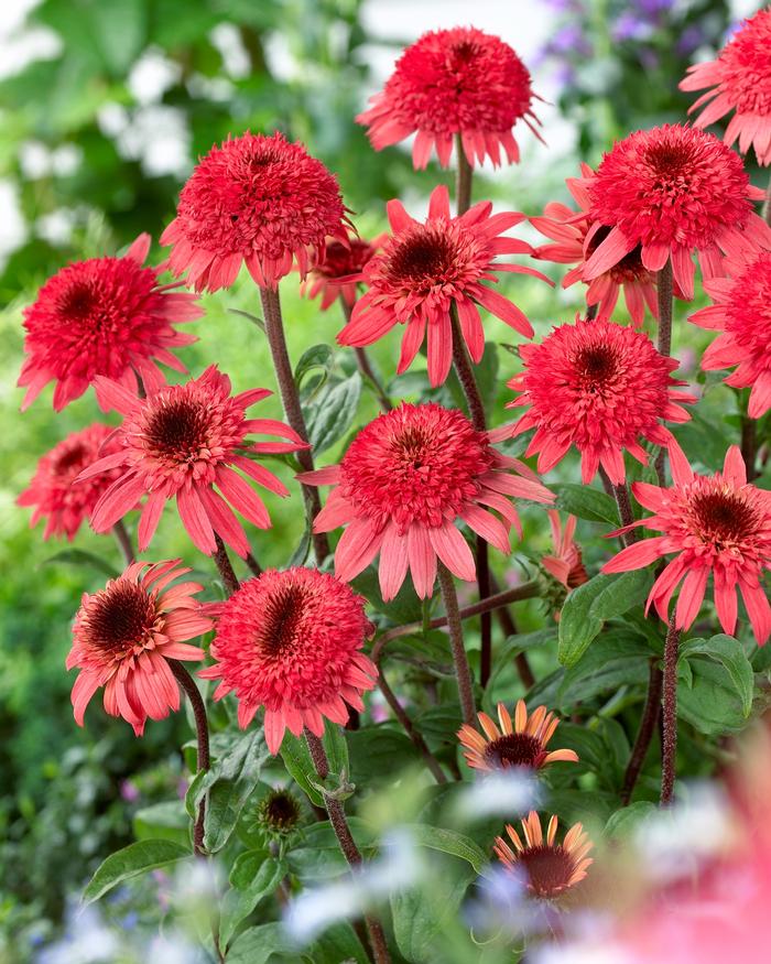 Echinacea x purpurea 'Raspberry Truffle' (Coneflower), pink flowers