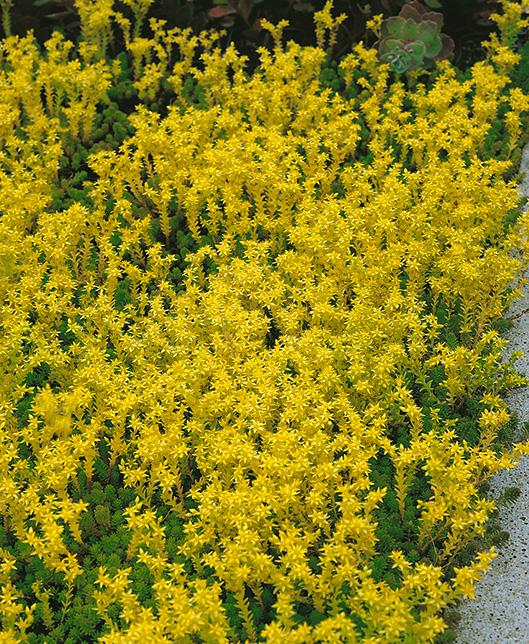 Sedum sexangulare (Watch Chain Stonecrop)