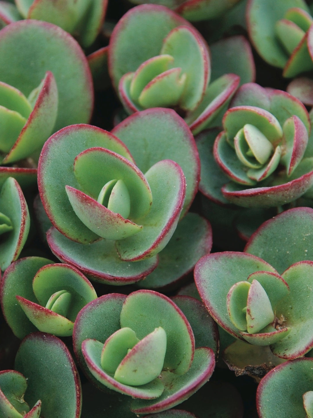 Sedum Sunsparkler® 'Lime Zinger' (Stonecrop)