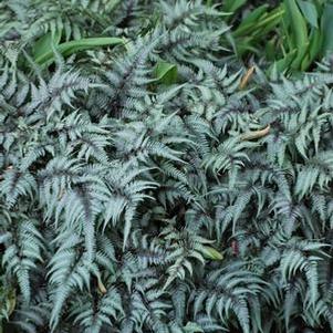 Japanese Painted Fern (Athyrium niponicum var. pictum)