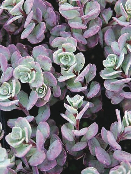 Sedum cauticola 'Lidakense' (Stonecrop)