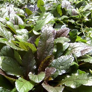 Ajuga reptans 'Bronze Beauty' (Bugle Weed) perennial