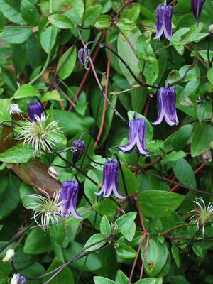 Clematis hybrid 'Rooguchi' (Hybrid Clematis), purple flowers