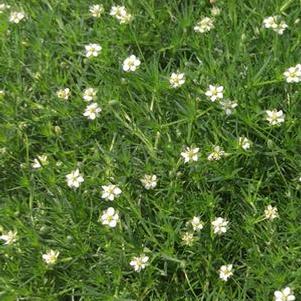 Irish Moss (Sagina subulata)