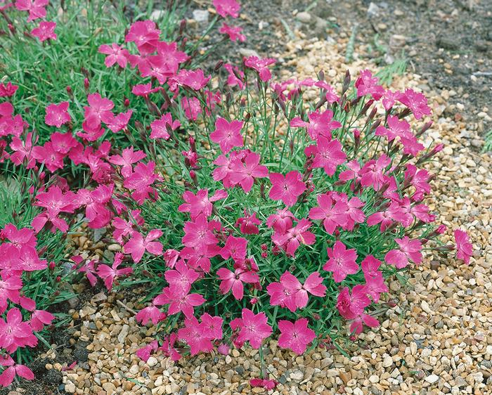 Dianthus x 'Kahori' (Garden Pinks), pink flowers