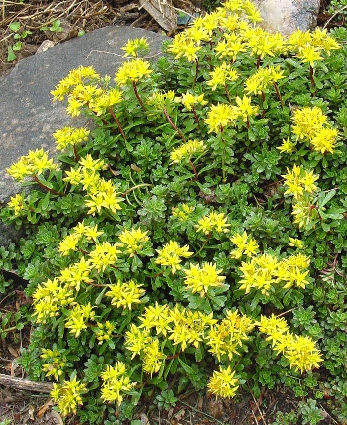 Sedum floriferum 'Weihenstephaner Gold' (Stonecrop)