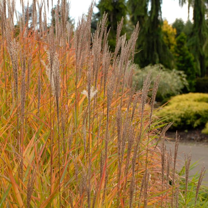 Red-Leaved Miscanthus (Miscanthus 'Purpurascens')