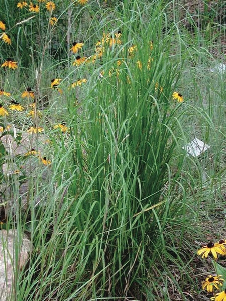 Broom Sedge (Andropogon virginicus), green grass
