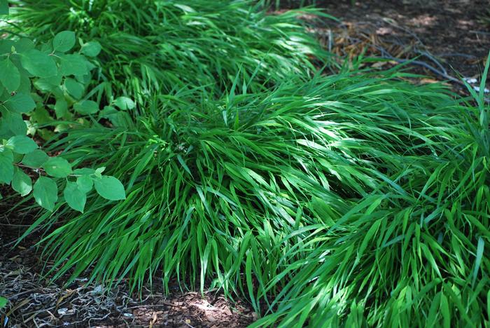 Hakonechloa macra (Japanese Forest Grass)