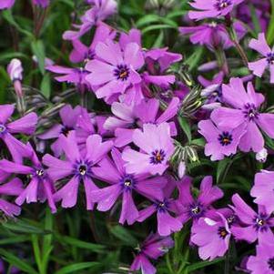 Phlox subulata 'Purple Beauty' (Moss Pinks)