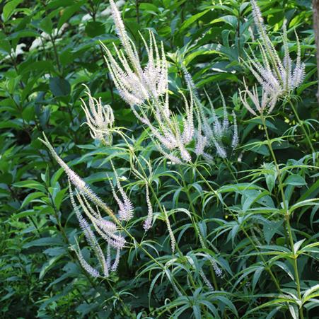 Culver Root (Veronicastrum virginicum)