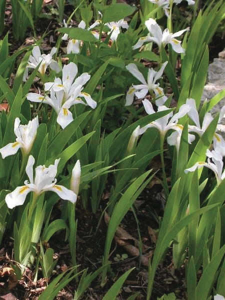 Iris cristata 'Tennessee White' (Dwarf Crested Iris)