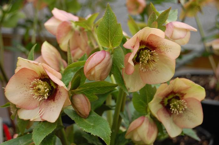 Helleborus x hybridus Winter Jewels® 'Apricot Blush'