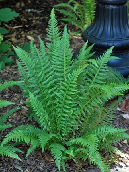 Japanese Beech Fern (Thelypteris decursive-pinnata)