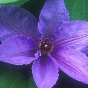 Clematis hybrid 'Candy Stripe' (Hybrid Clematis),purple flower