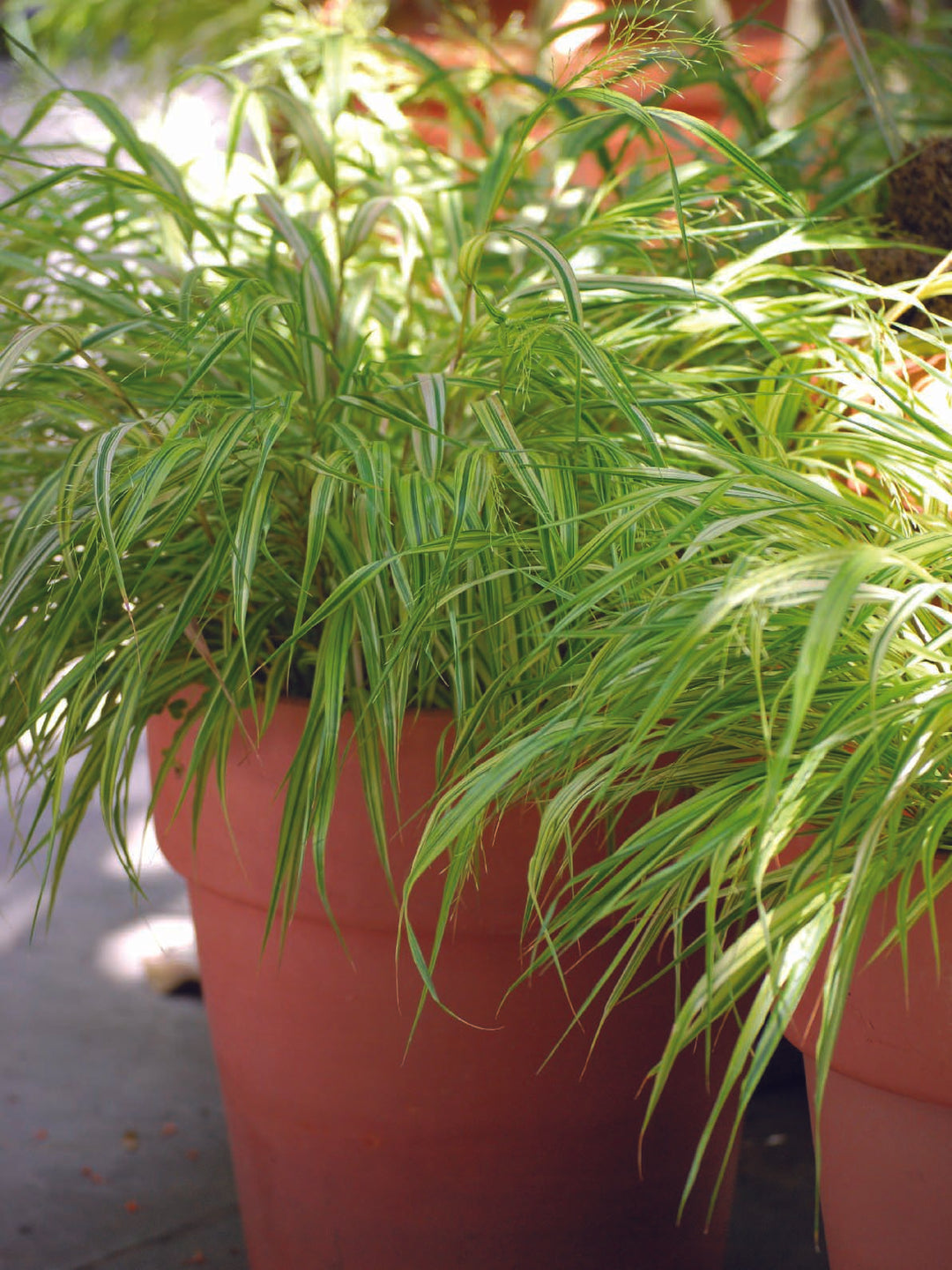 Hakonechloa macra 'Aureola' (Japanese Forest Grass)