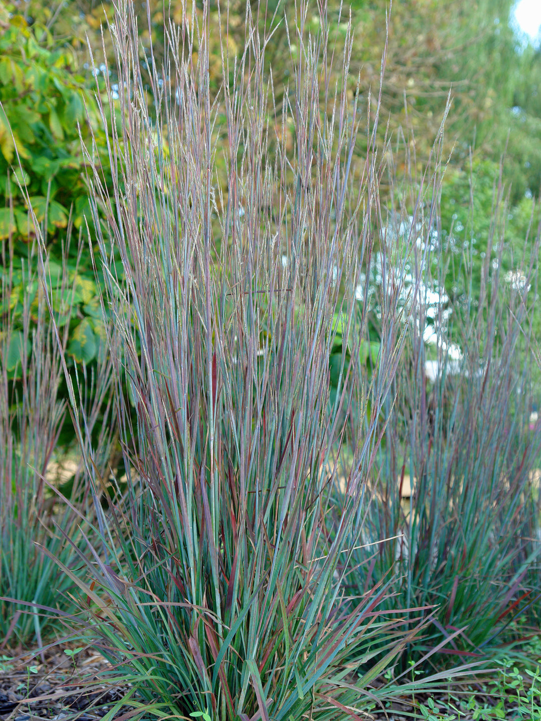 Schizachyrium s. 'Standing Ovation' (Little Bluestem)