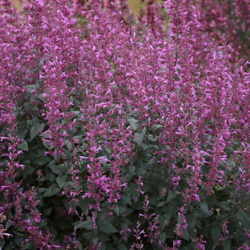 Agastache Meant to Bee™ 'Royal Raspberry' (Hummingbird Mint ...