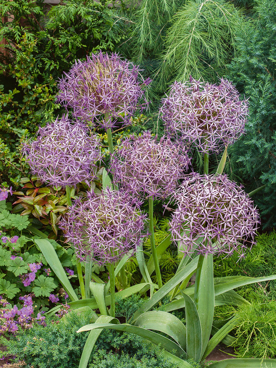 Star of Persia (Allium christophii)