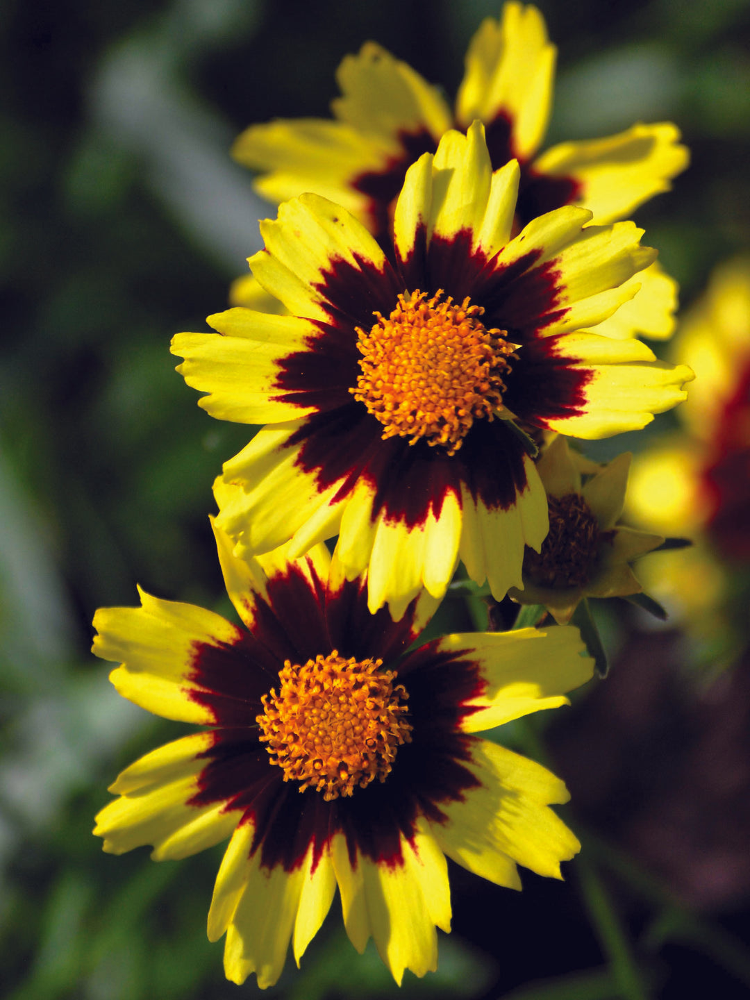 Big Bang Tickseed (Coreopsis x 'Cosmic Eye'), yellow flower