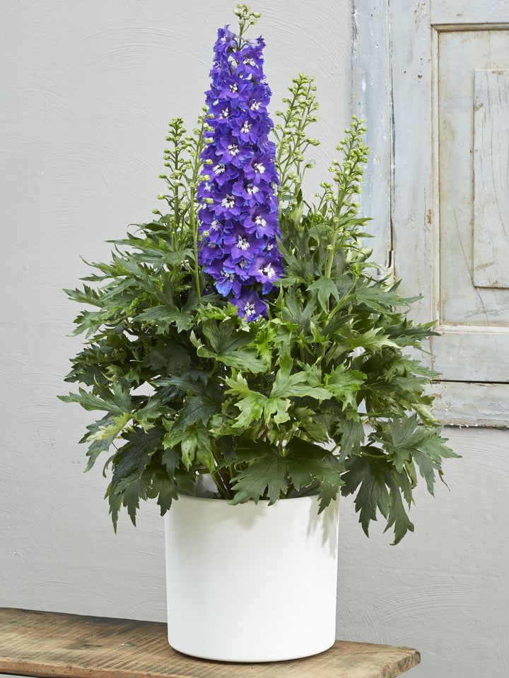 Larkspur (Delphinium Delgenius™ 'Glitzy')