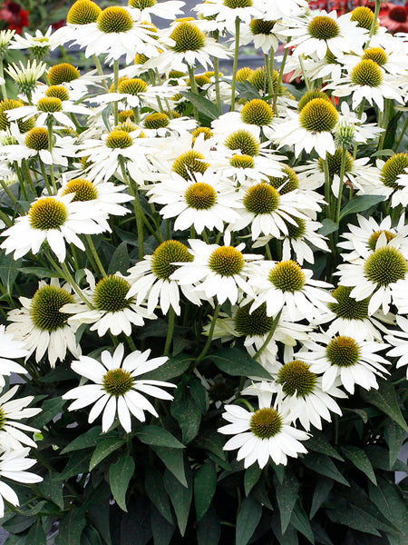 Echinacea x Kismet® White (Coneflower), white flowers