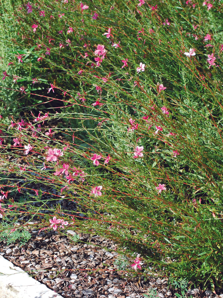 Pink Gaura (Gaura l. 'Siskiyou Pink')