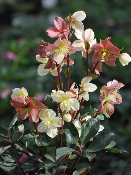 Helleborus HGC® 'Mahogany Snow' (Helleborus Gold Collection® Lenten Rose)