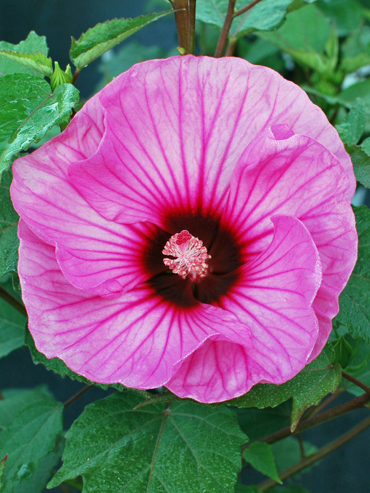 Hibiscus  'Candy Crush' (Summerific® Hardy Hibiscus)