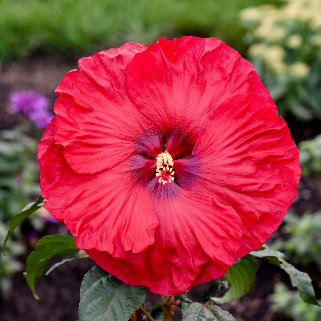 Hibiscus SUMMERIFIC® Valentine’s Crush (Hardy Hibiscus)