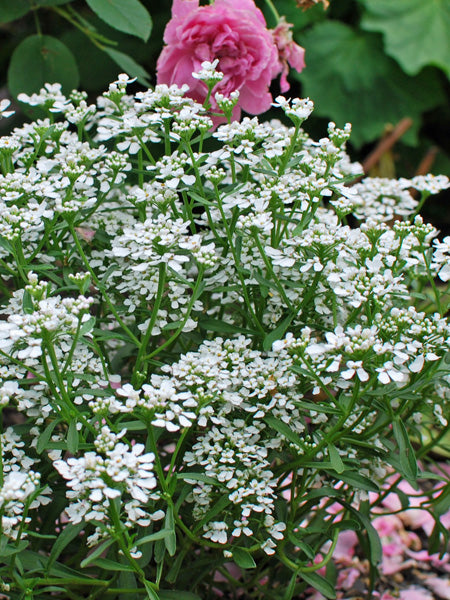 Iberis sempervirens ‘Snow Flurries’ (Candytuft)