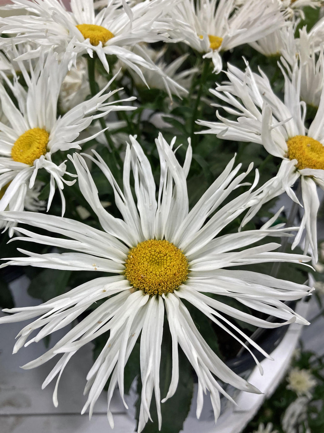 Leucanthemum superbum ‘Spun Silk’ (Amazing Daisies® Shasta Daisy)