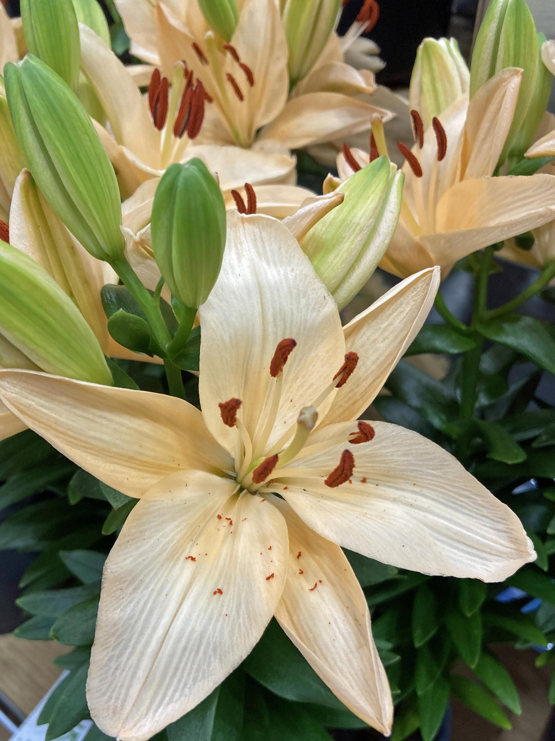 Lilium Lily Looks™ ‘Tiny Moon’ (Dwarf Asiatic Hardy Lily)