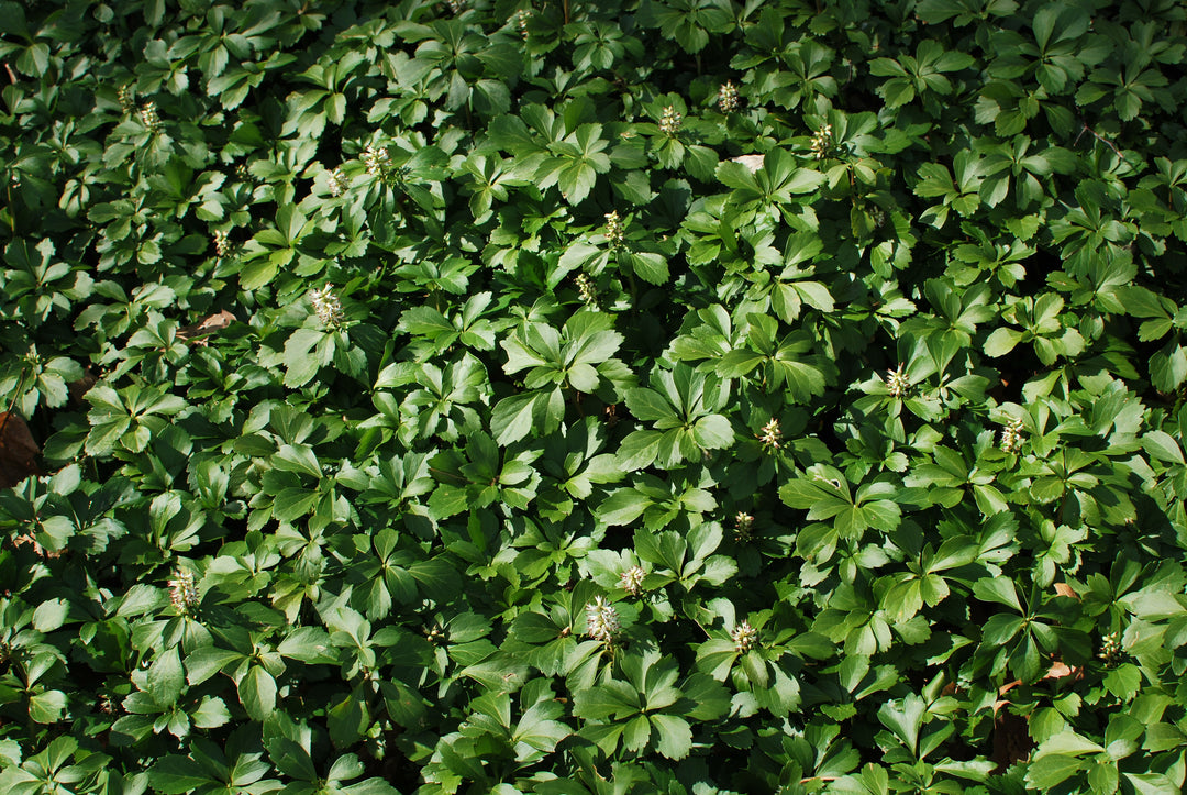 Pachysandra terminalis (Japanese Spurge)