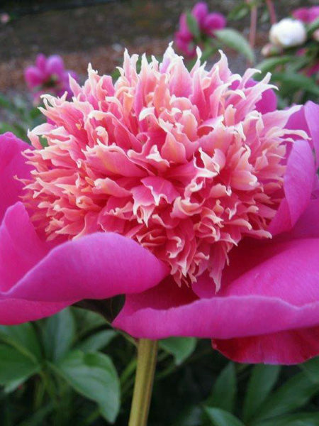 Paeonia l. 'Leslie Peck' (Garden Peony)