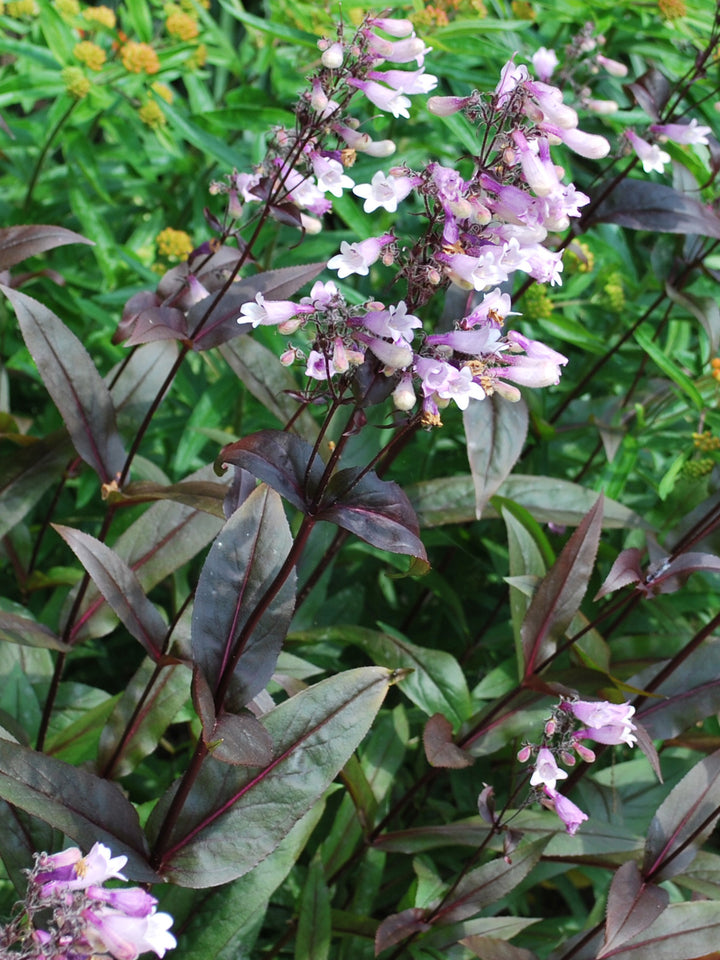 Penstemon x digitalis 'Dark Towers' (Beardtongue)