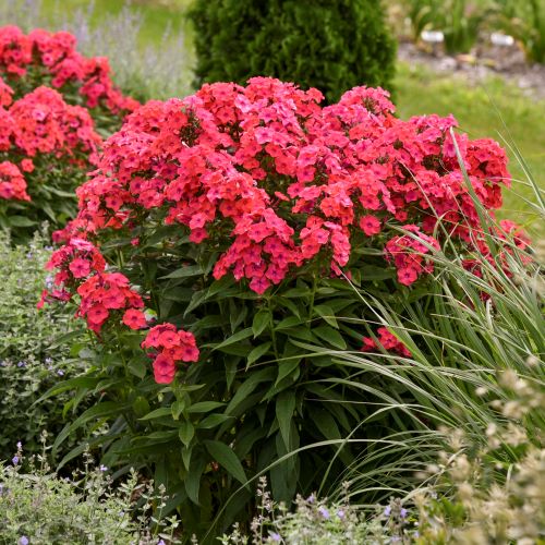 Phlox p. LUMINARY™ ‘Sunset Coral’ (Summer Phlox)