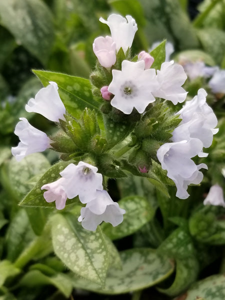 Pulmonaria x ‘Opal’ (Lungwort)