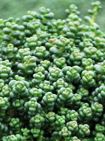 Cascade Stonecrop (Sedum divergens)