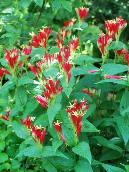 Spigelia marylandica ‘Little Redhead’ (Indian Pink)