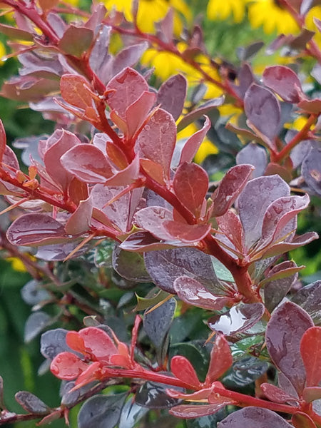 Barberry (Berberis Worry Free® Crimson Cutie®)